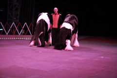 CK_Great-Moscow_Gipsy_Cob_1