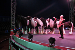 CK_Great-Moscow_Gipsy_Cob_2