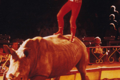 Charles_Knie_Barum_Tsavo_2