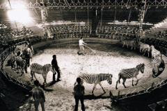 Charles_Knie_Barum_Zebras_4