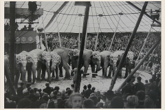 1944_Elefantenherde_12on-Kopie