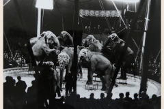 1944_Elefantenherde_14on-Kopie