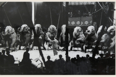 1944_Elefantenherde_5on-Kopie