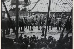1944_Elefantenherde_7on-Kopie