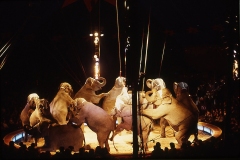 1982_Elefanten_20