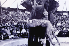 1962_Elefantenballett_1_on