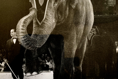1962_Elefantenballett_8_on