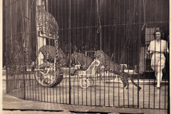 1943_Eliane_Panther_Leoparden-9