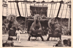 1952_Eliane_Elefanten