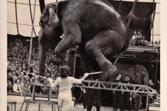 1952_Eliane_Elefanten_2