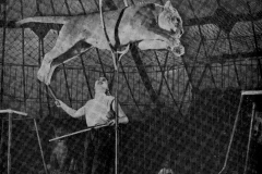 1954_Miss-Tintye_1