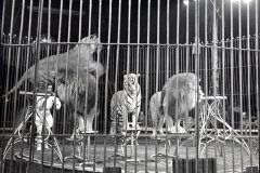 1951_Trubka_8