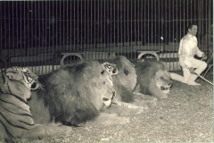 1956-lins-10trubka